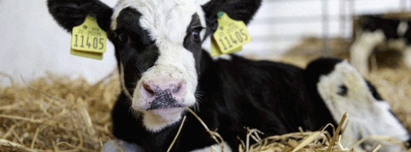 Small cow lying down in some hay in a shed
