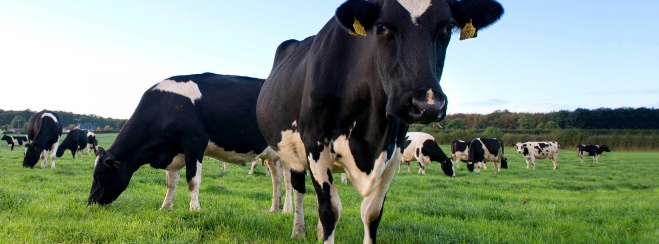 Cows grazing in a green field