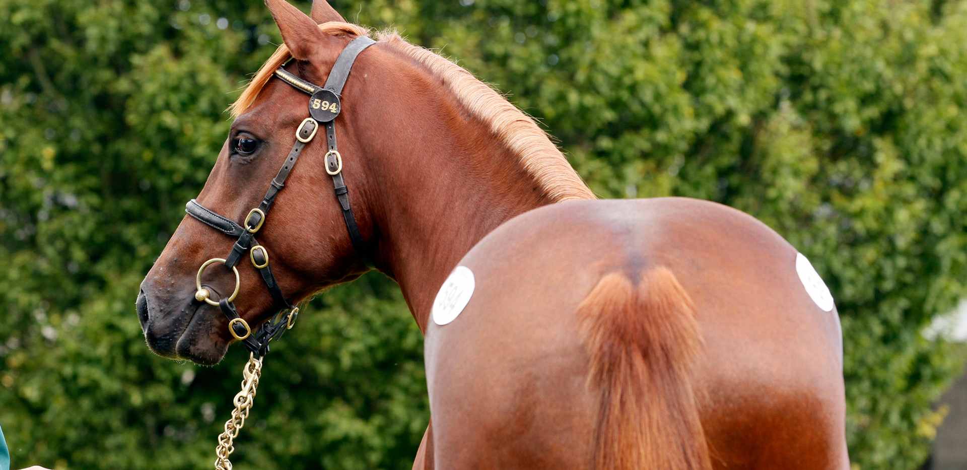 Prepping for sales GAIN Equine