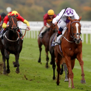 Image of a Jim Bolger horse