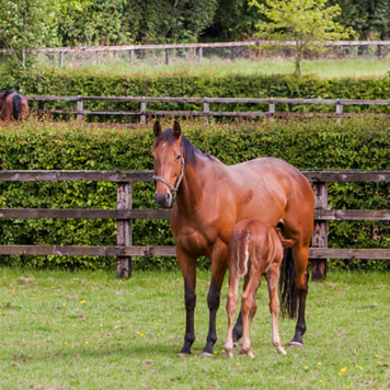 Image of a mare and foal