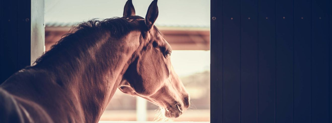 Image of a horse in a stud