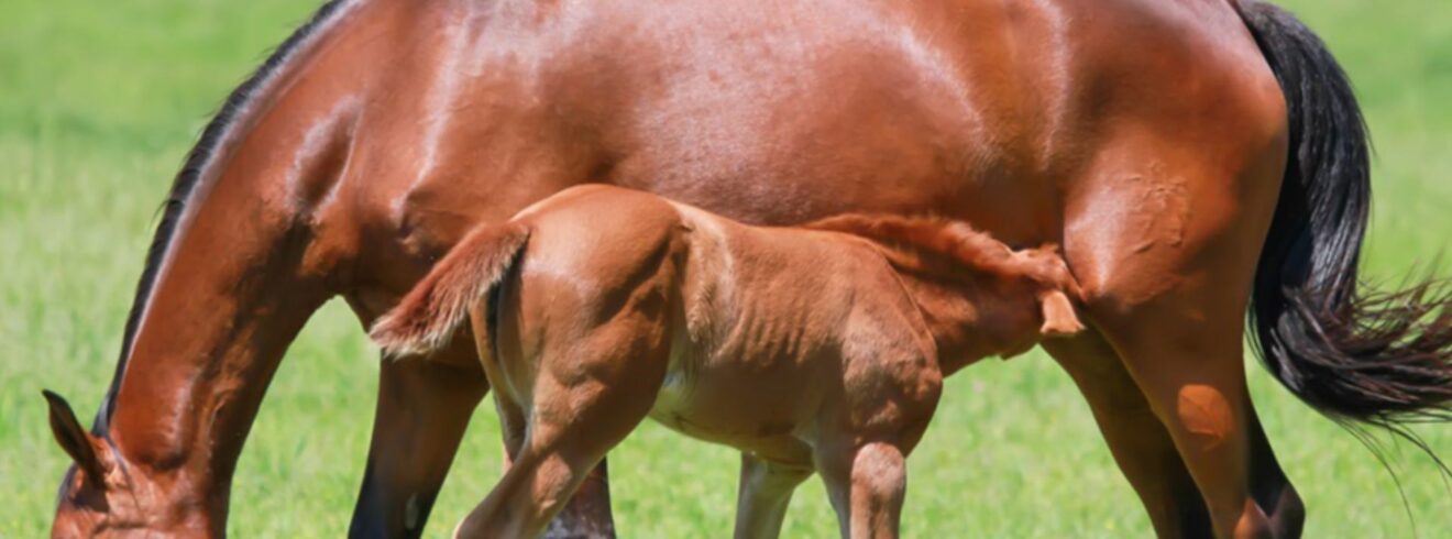 Mare and her foal along side each other in a green field.