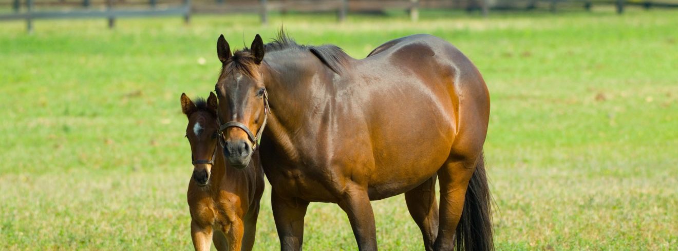 mare and foal