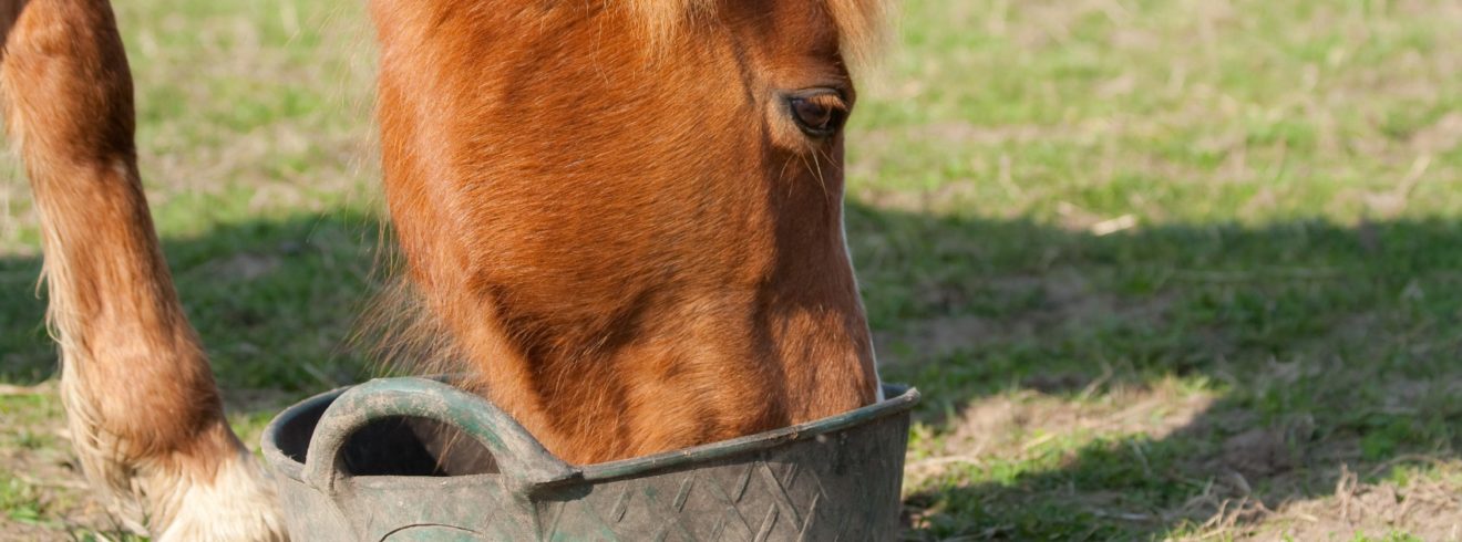 horse feeding