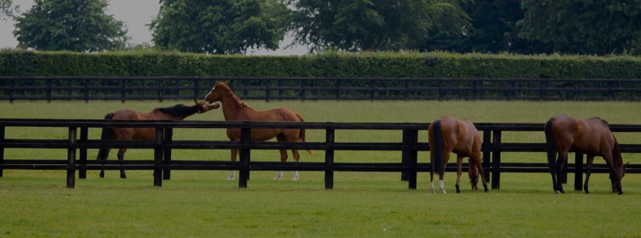 Image of a growing racehorse