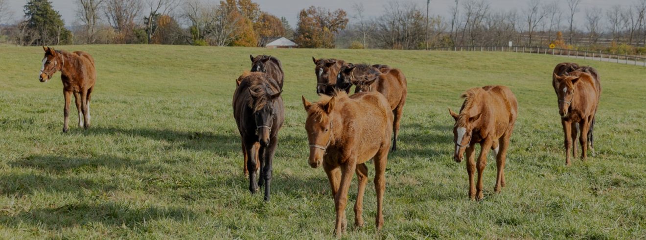 Feeding the weanling