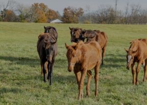 Feeding the weanling