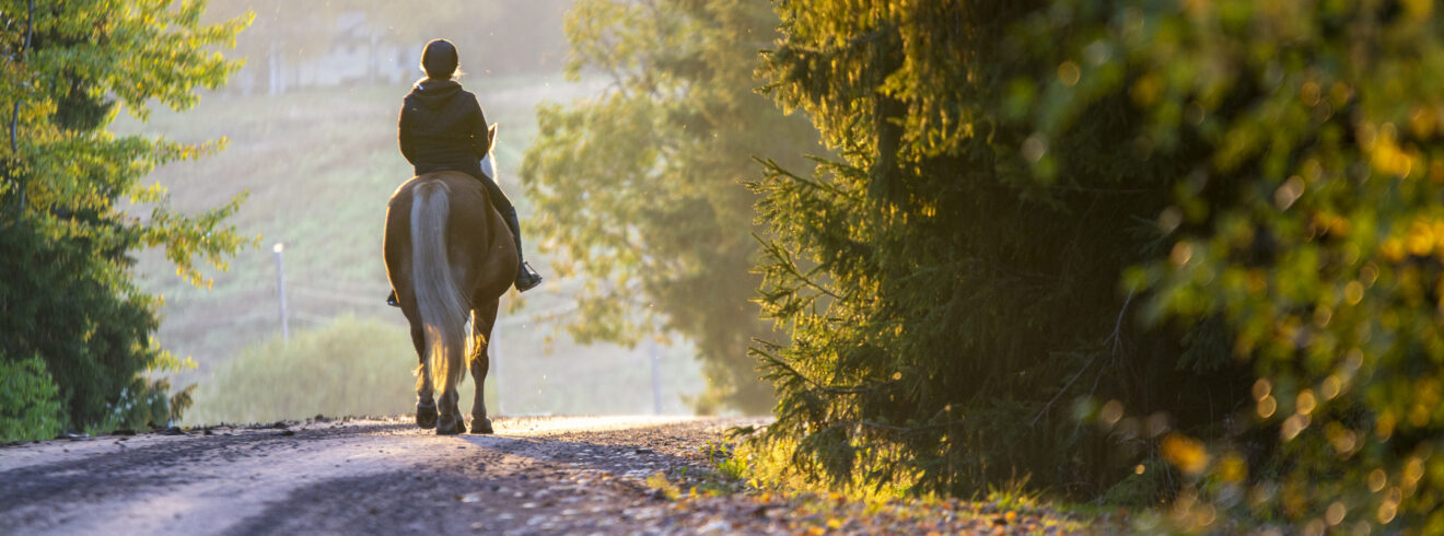 Back of a rider on a horse on a gravel road in a sunny green area