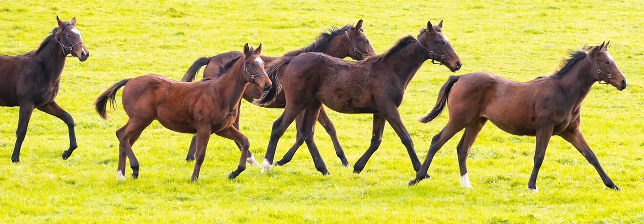 Five horses running through a field together.