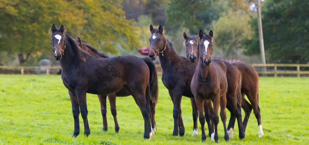 Horses in a field