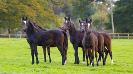 Horses in a field