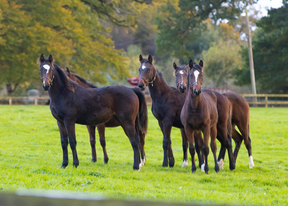 Horses in a field