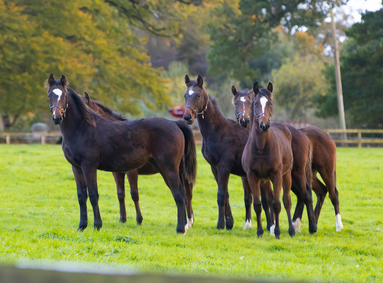Horses in a field