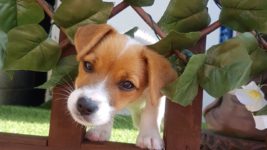image of a dog in a garden