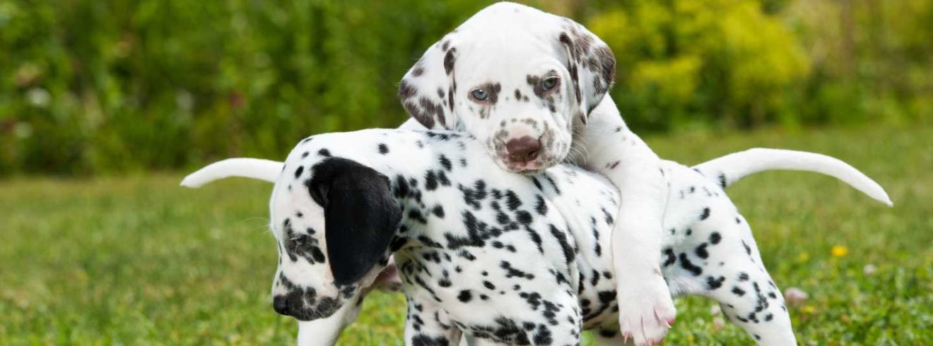 image of 2 dolmation puppies