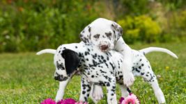 image of 2 dolmation puppies