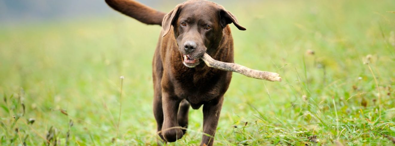 Image of a dog with a stick