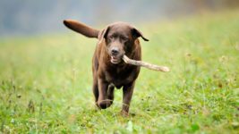 image of a dog with a stick