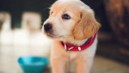 image of a new puppy