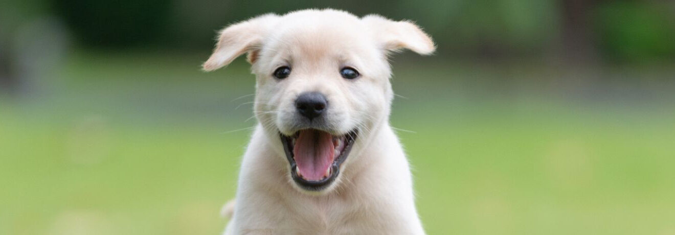 Golden retriever puppy running through grass