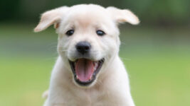Golden retriever puppy running through grass