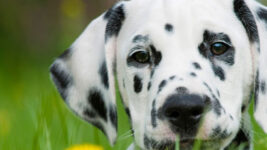Dalmation puppy sitting in grass