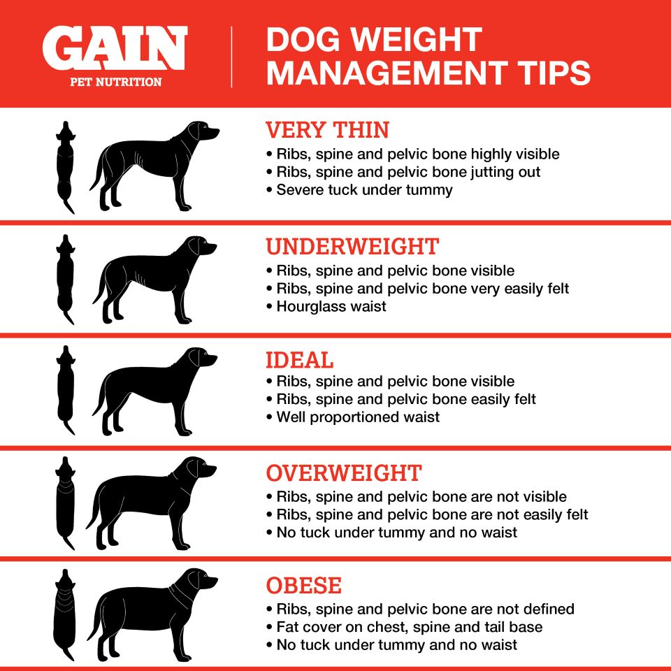 Tips To Achieve Ideal Weight For Dog - IAMS™ Singapore