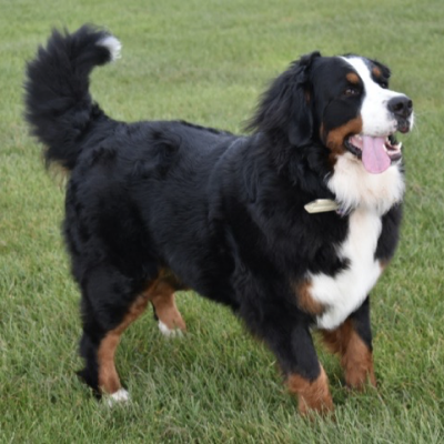 Image of a St.Bernard dog