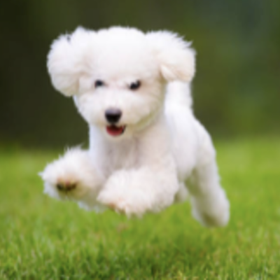 image of a happy puppy