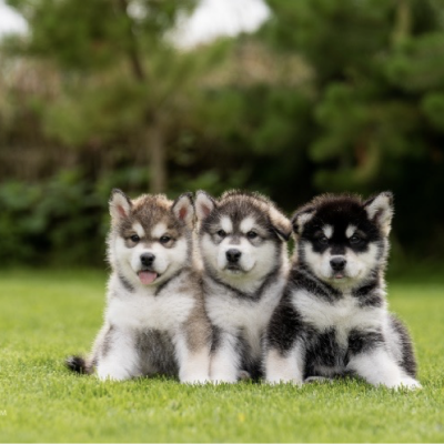 image of 3 husky puppies