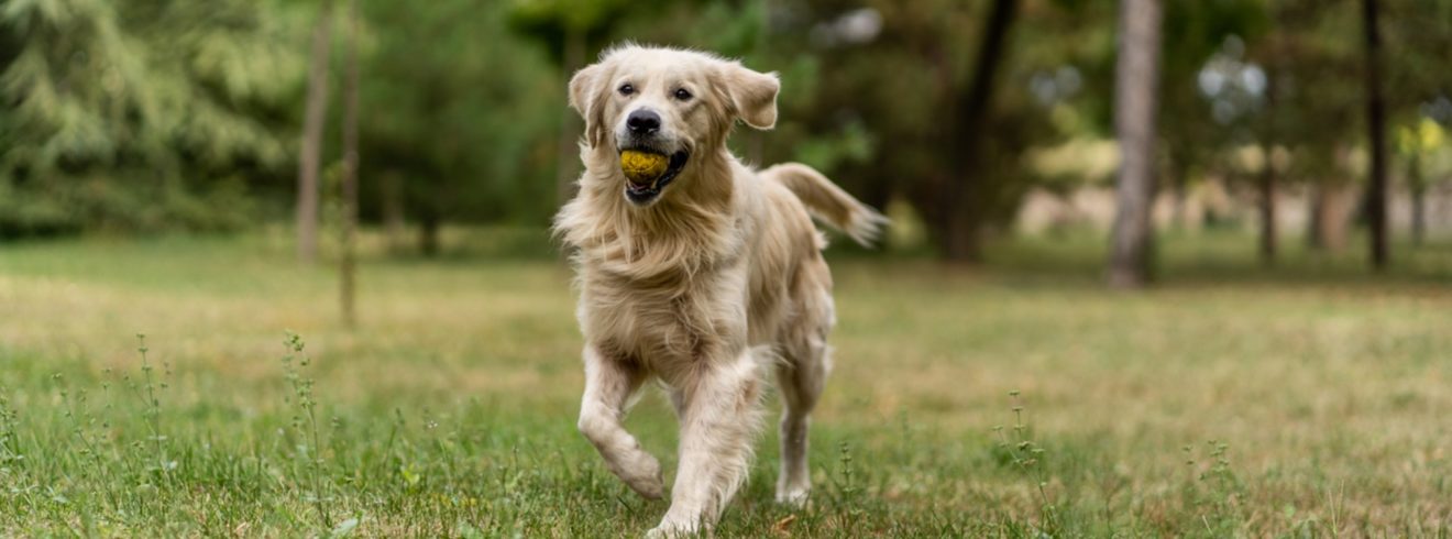 image of a happy dog