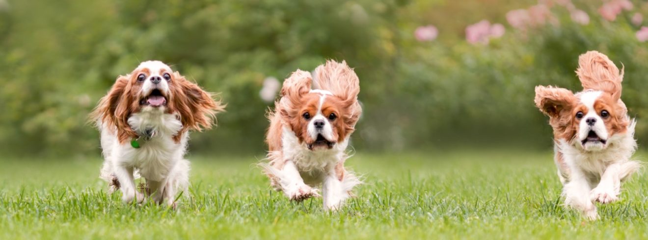 image of 3 puppies