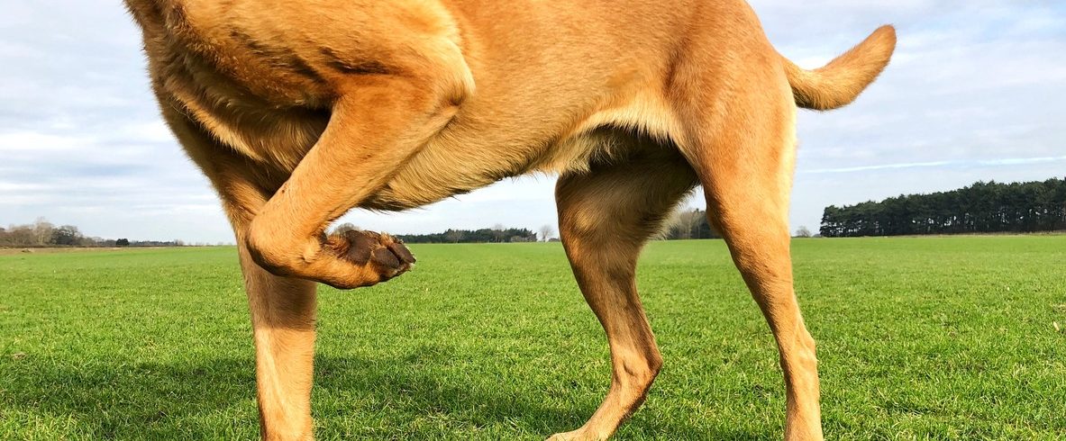 image of a limping pet