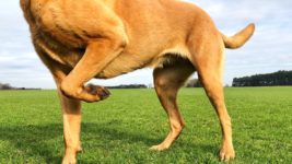 image of a limping pet