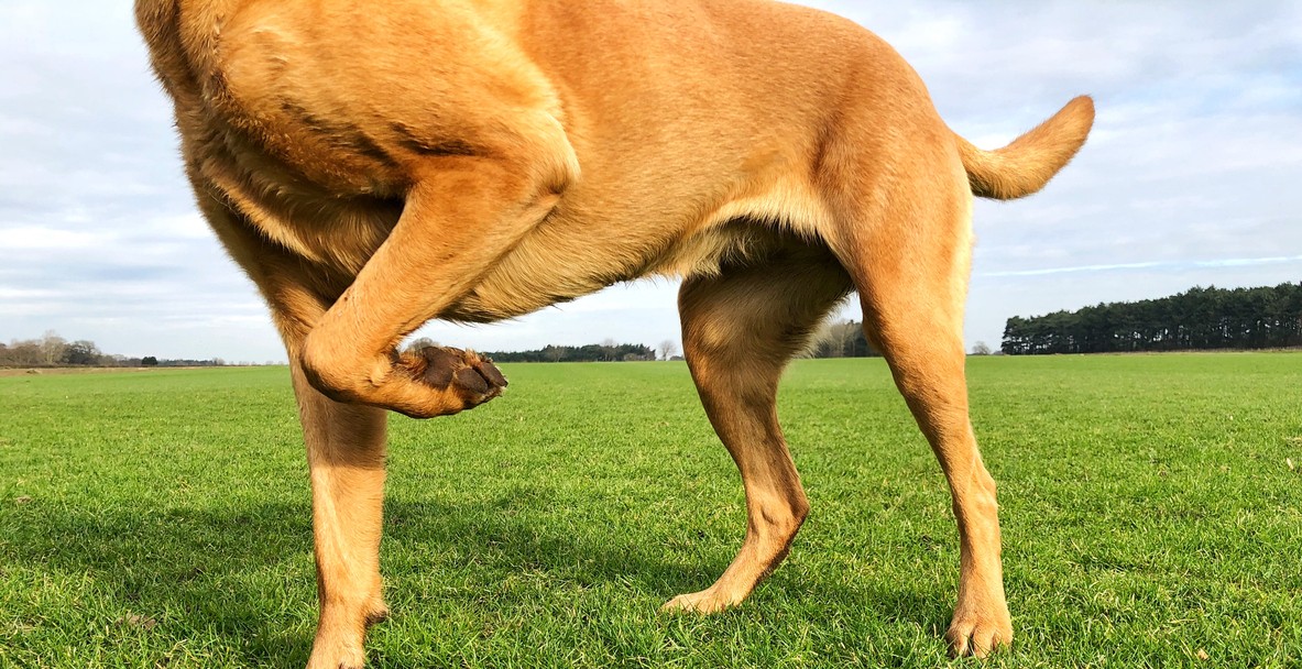 image of a limping pet