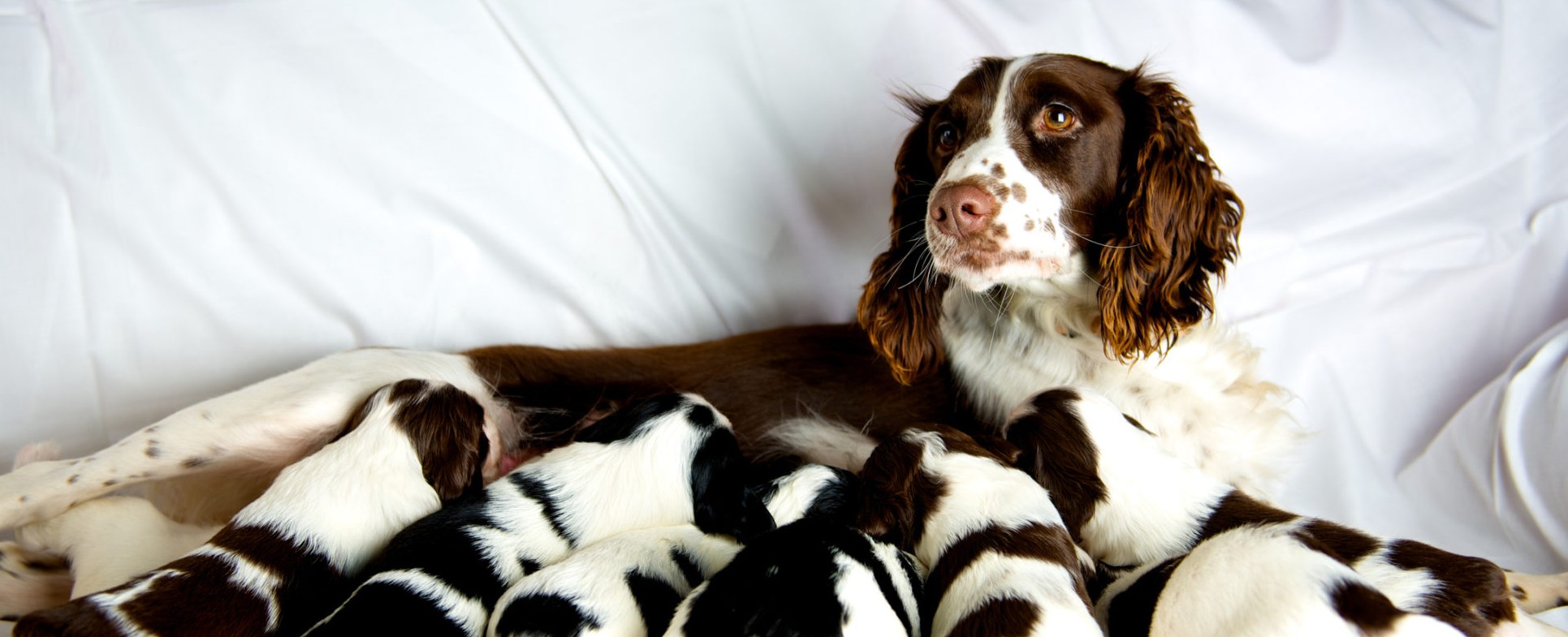 Is Breeding Dogs A Good Investment