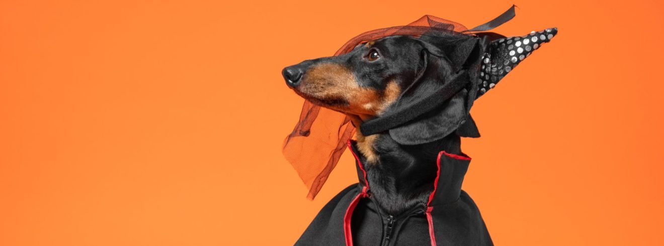 image of a dog dressed up for halloween
