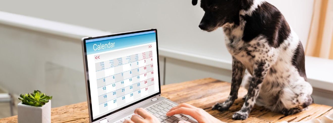 Dog sitting beside laptop with calendar on screen