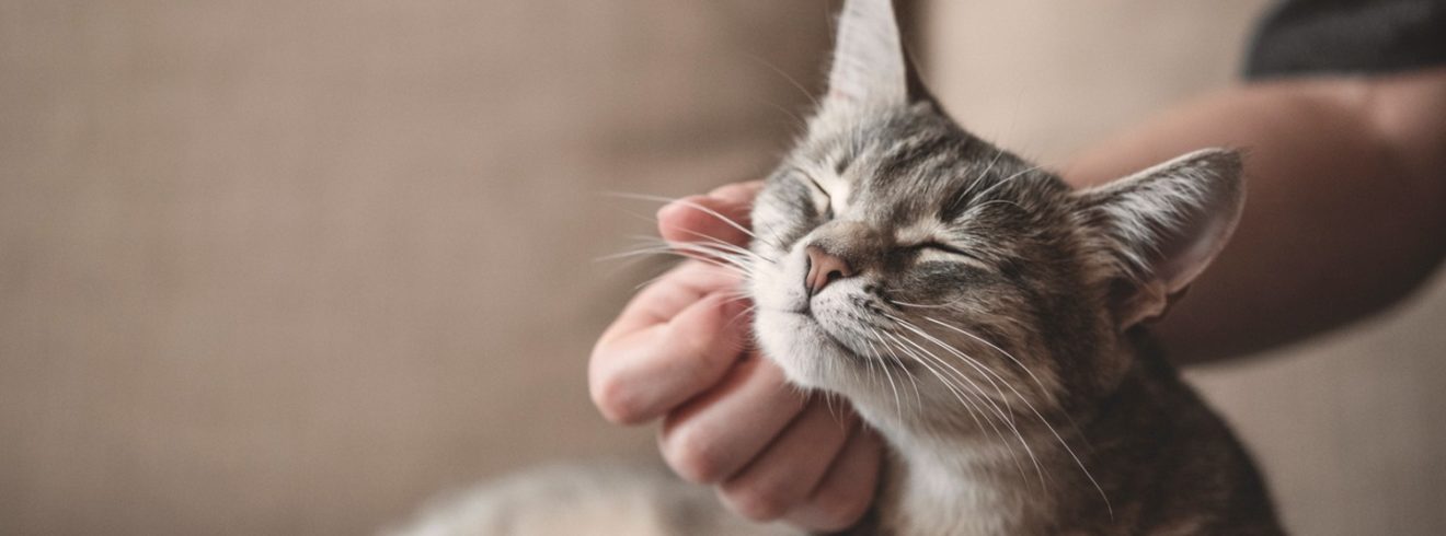 image of a pet cat