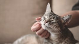 image of a pet cat