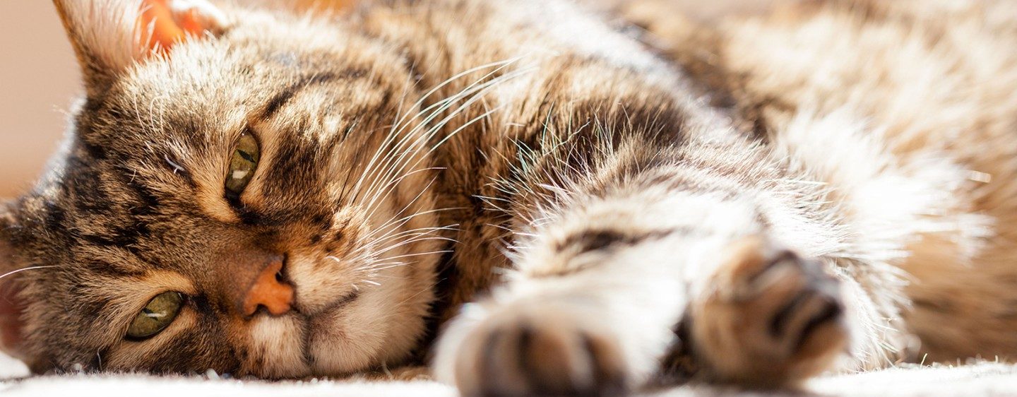 A closer look at Feline Urinary Problems Older Cats Prevention