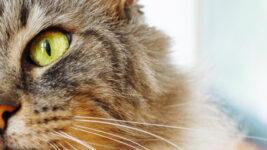 Cat with green eyes sitting relaxing