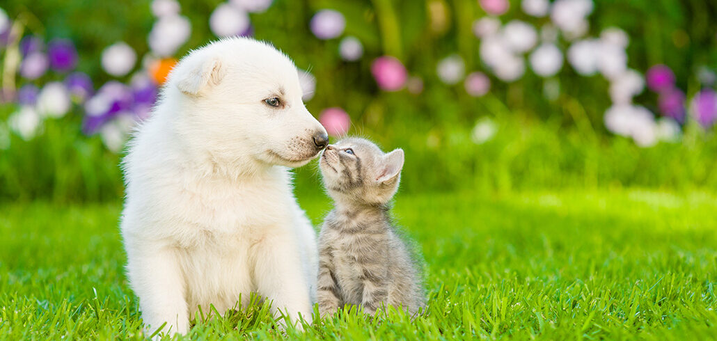 Golden puppy with kitten on grass
