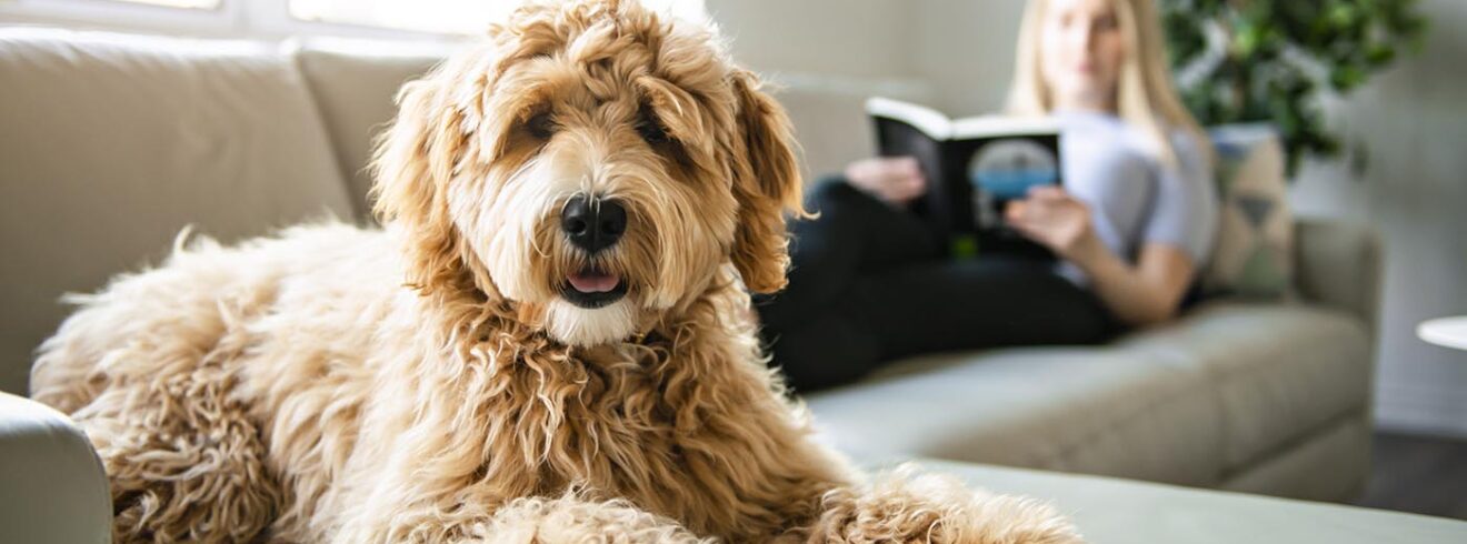 woman with his Golden Labradoodle dog reading at home