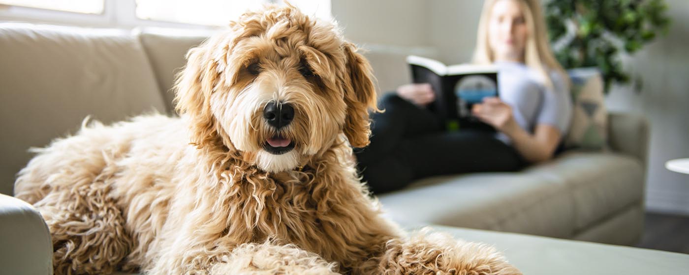 GAIN launches partnership with Petbond