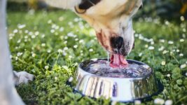 dog drinking water