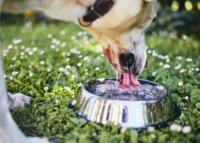 dog drinking water