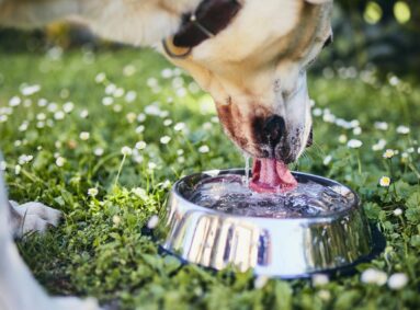 dog drinking water