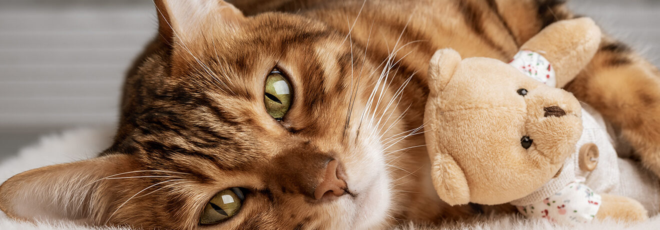 cute cat lying on floor